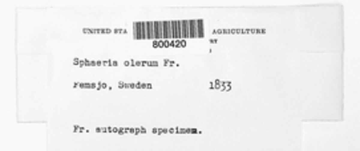 Cladorrhinum olerum image